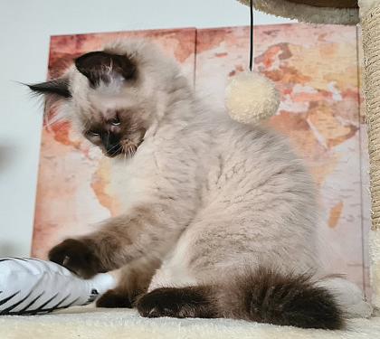Wunderschöne Neva Masquarade Kater mit Stammbaum