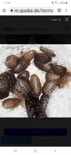 Ideale Futtertiere für kleinere Reptilien