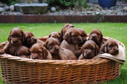 12 Irish Settter Welpen