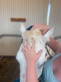 Tierphysiotherapie/ Osteopathie