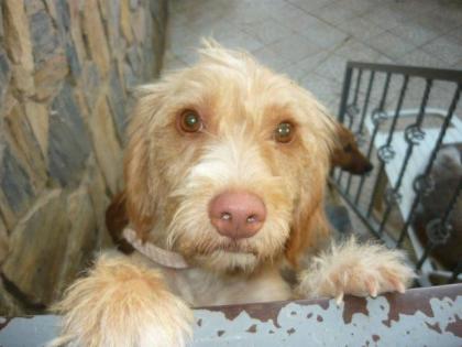 Daisy Struppelmix sucht einen Endplatz oder eine Pflegestelle in Deutschland