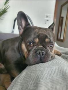 Französische Bulldogge Welpen Blue Line