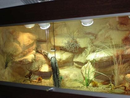 Wüstenterrarium für Zwerg-Bartagamen