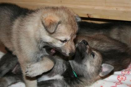 CS Wolfdog - Welpen mit Pedigree