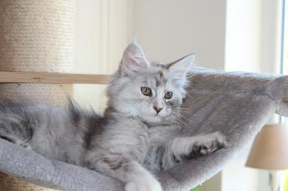Maine Coon Kitten black silver torbie und red silver sehr hell mit Stammbaum