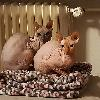 2 Don Sphynx Katzen 6 und 8 suchen ein Zuhause