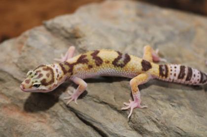 Leopardgecko Super Giant 0. 1