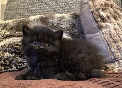 Süße verschmuste Britisch Kurzhaar, Britisch Langhaar und mix Kitten Katzenbabys aus liebevoller