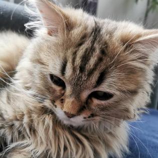 Deckkater Perser Edelmix