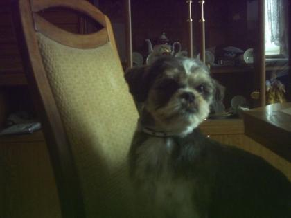 Shi-tzu Welpen