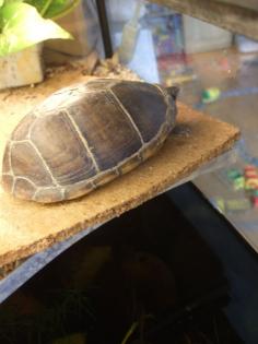 Kinosternon leucsotomum Weißmaulklappschildkröte, Wasserschildkröte