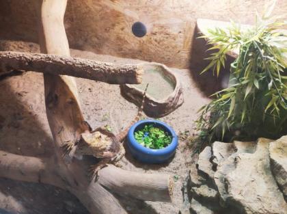 Männliche Bartagame abzugeben