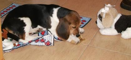 Super süße Beagle Welpen