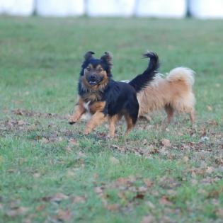 Mischlingshund Alfi sucht ein Zuhause