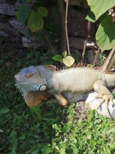 Reptilien-kleinanzeigen. net