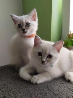 BKH Kitten