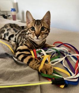 Bengal Katze sucht neues Zuhause auf Lebenszeit