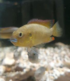 Messing-Maulbrüter Pseudocrenilabrus dispersus