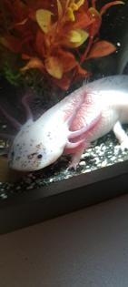 Axolotl Jungtiere ab 15 cm