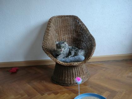 Katzenpension Meissen