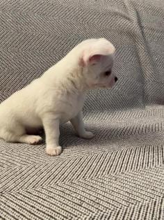 Chihuahua Welpen 3 Rüden Reinrassig