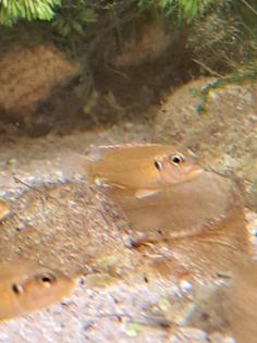 Neolamprologus ocellatus gold Tanganjikasee Schneckenbuntbarsch