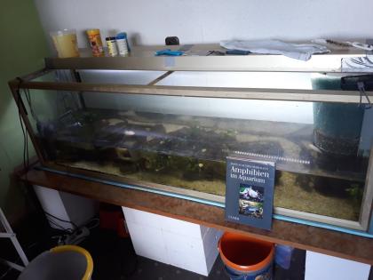 5 Axolotl Aquarium 160 cm Fische Steine