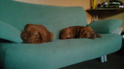 1 Bordeauxdoggen Welpen suchen ein zu Hause