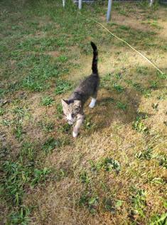 Kleiner Kater 15 Wochen alt