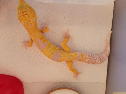 Leopardgecko 1. 0 WY Tangerine Mack Snow Tremper Albino