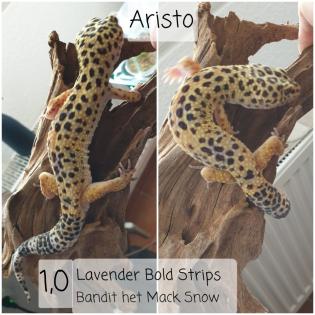 Leopardgecko von Privat