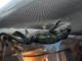 Pantherchameleons - Furcifer pardalis - Jungtiere zu verkaufen