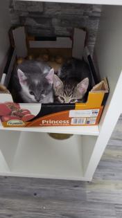 Katzen junges rasse bombay und mischling