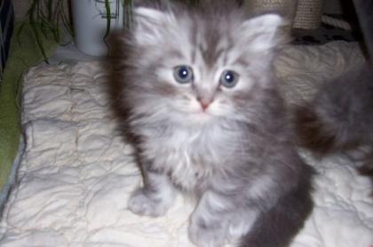 Perse Maine Coon Mix