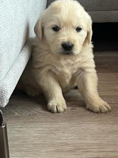 Golden Retriever Welpen