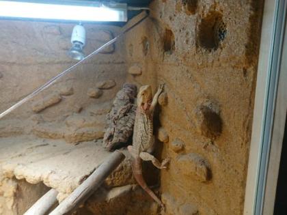 Bartagame mit Terra