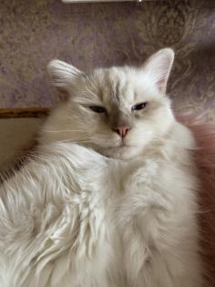 Birma Kitten mit Stammbaum inkl. 2 Impfungen blue lilac Point Tabby