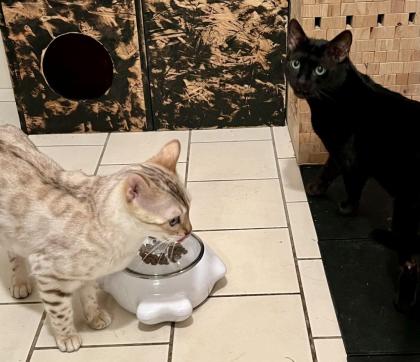 Bengal Katze reinrassig mit Stammbaum und Zuchtfreigabe