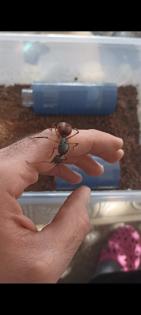 Dinomyrmex gigas Ameisenkönigin