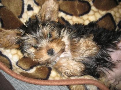 Yorkshire Terrier