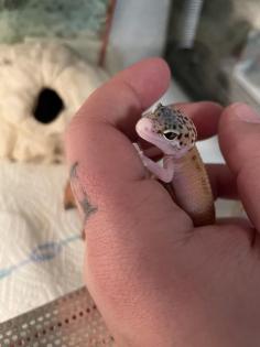 Leopardgecko nachzuchten