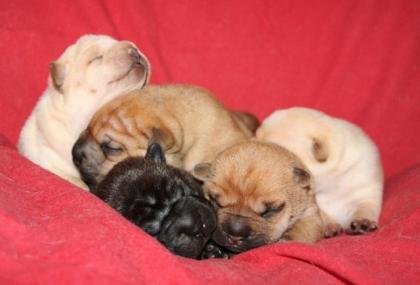 MINI SHAR PEI welpen