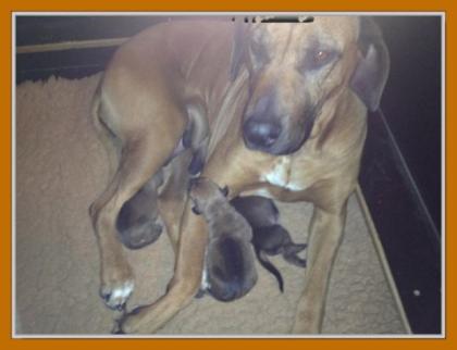 3 Rhodesian Ridgeback Welpen in der Hedermühle/Salzkotten