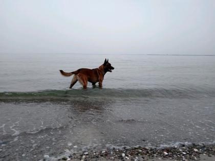 3-jähriger Malinois Rüde