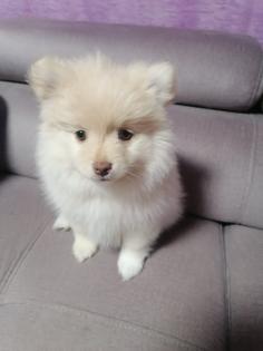 Pomeranien Zwergspitz