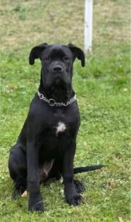 Boxer Mix Rüde