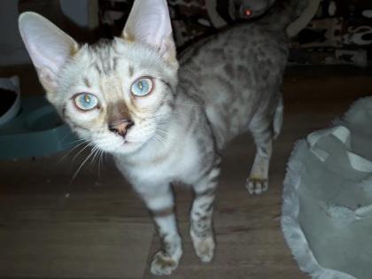 Bengal Snow Lynx/Mink Weibchen