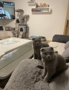 Junge Scottish Fold Katzen mit Stammbaum suchen neues Zuhause