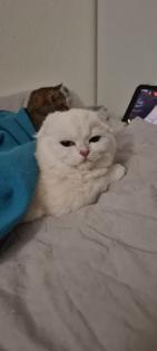 Scottish Fold 6 Monate alt Weiß/Grau