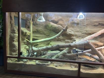 Stachelschwanzwaran Varanus acanthurus männlich, ca. 5 Jahre alt
